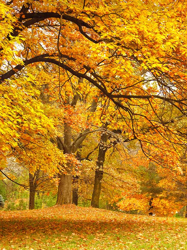 autumnal trees in a forest